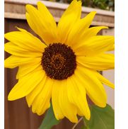 Alice Colody from Good Health-Long Life- Wellness