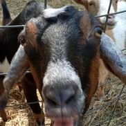Sophie Strout from Mini-Hooves Farm