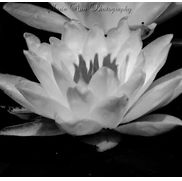 Maria Gilleo from Mariaann photography