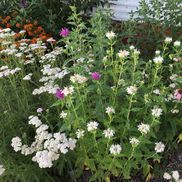 Patty Claney from Big Creek RV Park