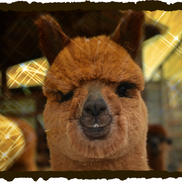 Tracy Abram from Tag Along Alpacas, LLC
