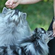 Cindy Ehlers from Pawsitive Pet