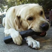 Cherie Falwell from Bulletproof Pet Products - Indestructibones,tugs & dock diving bumpers