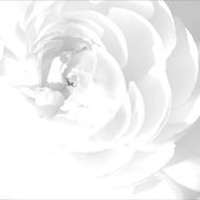 Mina Love from The Garden Collection