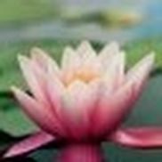 Joan Levine from Bali by the Beach