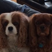 Aimee Graziani from Alive Insurance Service, Inc