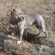 Jeanne Buehler from Jeanne Buehler - Owner B.B. K9 School LLC
