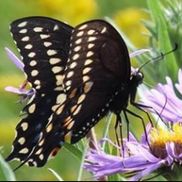 Carol Metz Murray from Carol Metz Murray, Human Development Leadership, Communication, Engagement