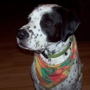 Walter Furrer from Wally's Spotted Dog Organics