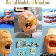 Nick Podolsky from Buyamag Inc. Dental Simulators Manikins Models For Practice Training Education Phantom Heads. Medical Teaching Anatomical Models Manikin Simulators For Education Training Practicing