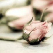 Arezoo Pahand from Destination Canada Immigration & Translation Services