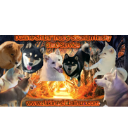Trish Schmorde from Dakine Shiba Inu's & Exotic Cats  Oregon