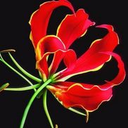 Lorraine Cooper from Brady's Floral Gallery