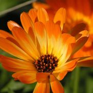 Mari Summers from Mari's Gold Aromatherapy