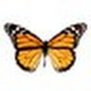 Jenna Goodman from Peach