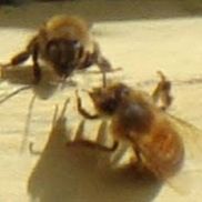 Susan Collins from Bird and Bee Hawaii LLC