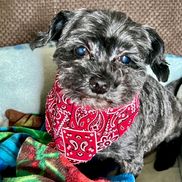 Kimberly Mercy-Wagner from Professional Paws