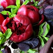 Allison Futeral from Crimson Horticultural Rarities