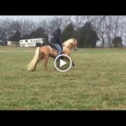 Howard Roberts from Maximum Performance Human Supplement, horse supplement, dog supplement