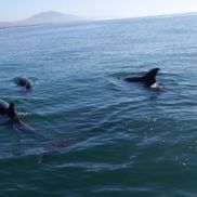 Margaret Whipple from Margaret Whipple, LAc