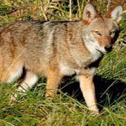 Rosemary Scandale from Rings of Wisdom