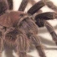 Rodolfo Serna from Redstone Collective