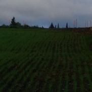 Todd Hardie from Thornhill Farm