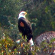 Saranne Oberman from Sara Oberman