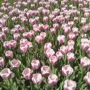 Integrative Psychotherapy