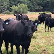 Tarie Benson from Skiyou Ranch