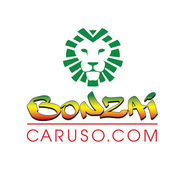 James Bonzai Caruso from Bonzai Caruso