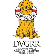 Inza Adams from Delaware Valley Golden Retriever Rescue