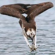 Osprey Gallery
