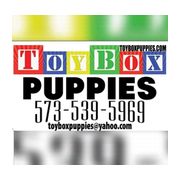 toybox puppies