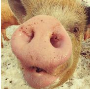 Wendy Brouillette from Breezy Acres Farm