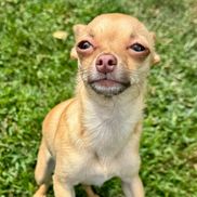 Harper Williams from Home & Heart Senior Pet Rescue & Foundation 