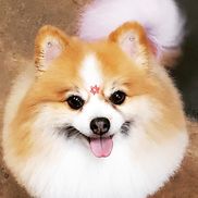 Lea Riccardi from Awesome Pawsome Pet Salon