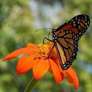 Heathe Jones - Dinuba Chamber of Commerce