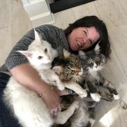 Tracy Caywood from Sassy Koonz Maine Coon Cattery