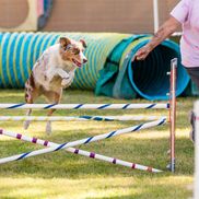 A Dog's Way Inn - Murrells Inlet, SC - Alignable