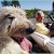 Jennifer Schankereli from Avalon Medical