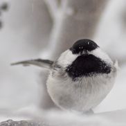 Rhonda Konicki from Konicki Photography and Art