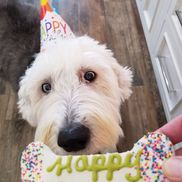 Carol Olech from The Watson and Wallie Dog