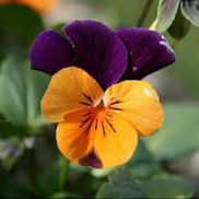 Calandra Revering from Revering Law and Consulting