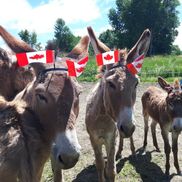 Berry Homestead Farm