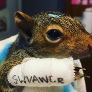 Sabrina Garvin from Southwest Virginia Wildlife Center of Roanoke