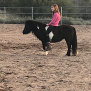 Cari Thompson-Mar from Maritz Arabians