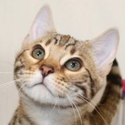 Jamie Trombley from Bodcau Bengals