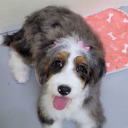 Kelly Dixon from Fancy Furballs LLC