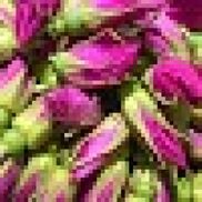 Frances O'Halloran from LoveJoy Botanicals